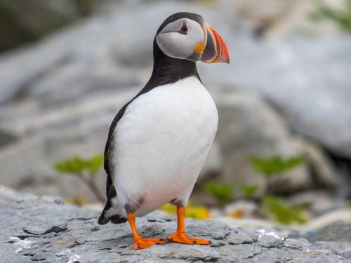Acadia Puffin Cruise